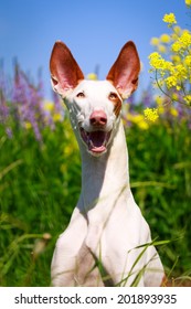 Ibizan Hound Dog