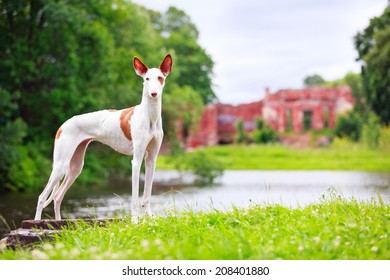 Ibizan Hound Dog