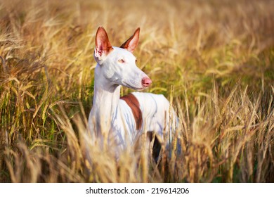 Ibizan Hound Dog