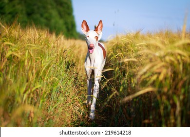 Ibizan Hound Dog