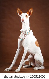 Ibizan Hound Dog