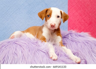 Ibizan Hound Dog