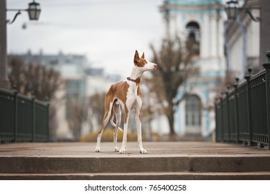 Ibizan Hound Dog