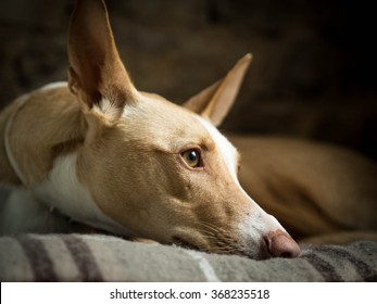 Ibizan Hound Dog Lying Down