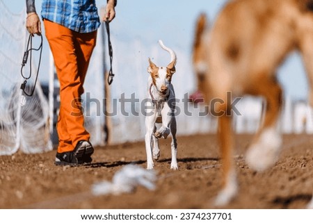 Ibizan Hound sight hound sighthound dog competing in lure coursing sport event running in dirt on a sunny summer day