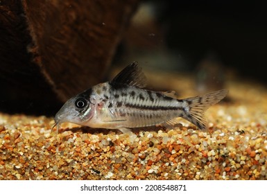 Icana Cory Catfish (Corydoras Incolicana)