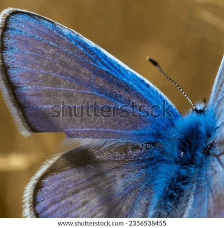 The Icarus Blue butterfly, resplendent in vibrant azure hues, flits through meadows, embodying the delicate beauty of nature's aerial acrobats.