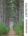 ice age national scenic trail, with very tall growing pine trees in a state park in Waupaca county, Wisconsin, united states, north America 