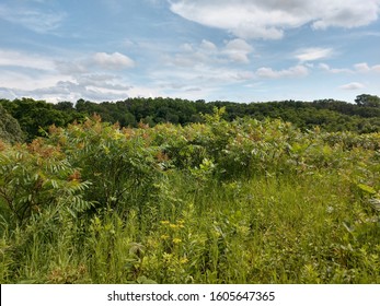 Ice Age Trail In Wisconsin Near Lake Wisconsin