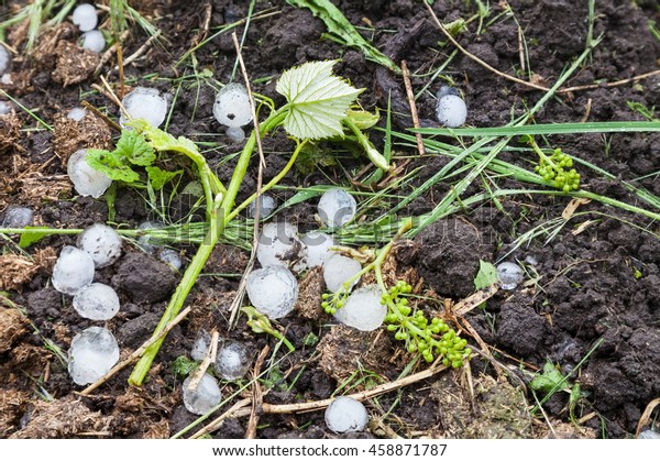 Ice balls in vineyard after heavy hailstorm,\
damaged young shoots and ovary\
grapes