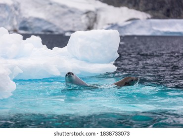 Ice Bergs At Sunset In Antartica