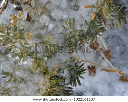 ice between needles of shrub