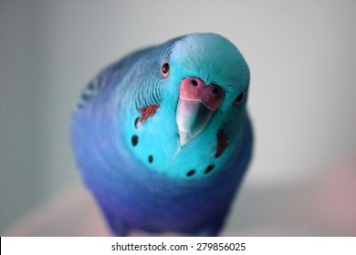 Ice Blue Male Parakeet Stock Photo