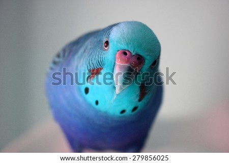 Ice blue male parakeet stock photo