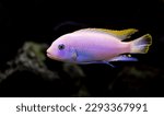 Ice blue zebra albino - maylandia greshakei - swimming in an aquarium