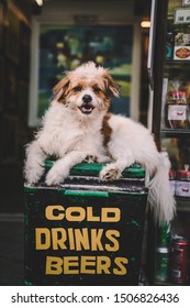 Ice cold drink beers vintage sign, dog seated 