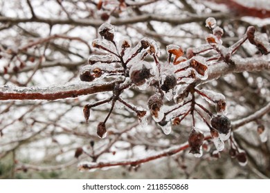 Ice Covered Bradford Pear Tree