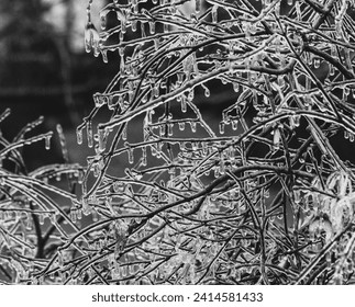 Ice covered branches glistening in the sunlight - Powered by Shutterstock