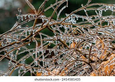 Ice covered branches glistening in the sunlight - Powered by Shutterstock