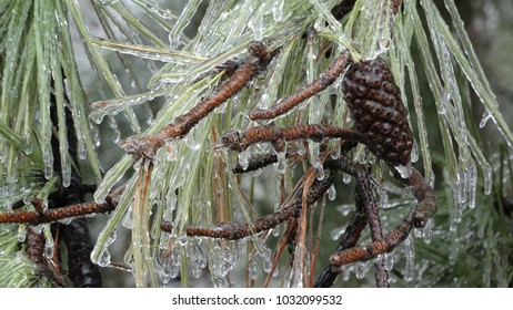 Ice Covered Pine Foilage