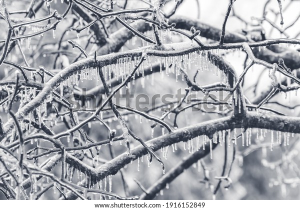 Ice covered tree
limbs from an ice storm in February 2021 in Virginia. Icicles are
forming from freezing rain.