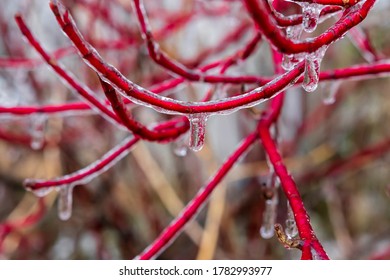 Ice Covering Red Dogwood Twigs