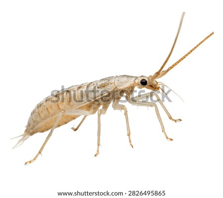 Ice Crawler Standing Side Pose Pale Wingless Isolated On White Background