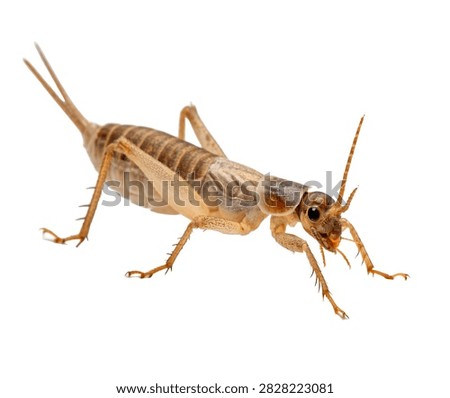 Ice Crawler Standing Side Pose Pale Wingless Isolated On White Background
