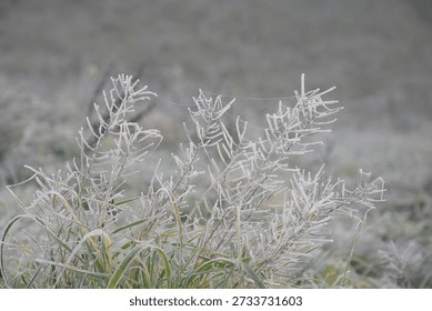Ice crystals coating thin grass blades in a cold, muted early‑morning scene.