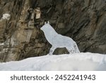 An ice figure of a running wolf against the background of the coastal cliffs of Olkhon Island on Lake Baikal. Ice Sculpture Festival in March 2023 in Khuzhir.