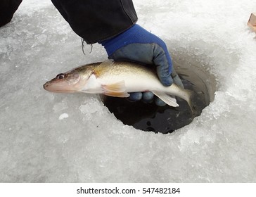 Ice Fisherman Holding A Walleye Just Caught Ice Fishing     