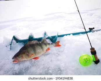 Ice Fishing, Ice Drill, Large Perch.