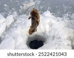 Ice fishing. Fishing Eelpout (Lota lota) in late winter on the northern rivers. Fishing line for bottom fishing (leger rig)