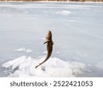 Ice fishing. Fishing Eelpout (Lota lota) in late winter on the northern rivers. Fishing line for bottom fishing (leger rig)