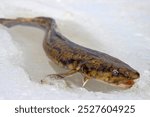 Ice fishing. Eelpout (Lota lota) in late winter on northern rivers. Fishing line for bottom (leger rig). It is close-up on thawed ice and hand. Unusual fish without scales and slippery as eel