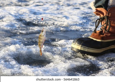 Ice Fishing On Frozen Lake. Ice Hole Little Fish (perch) And Boot.