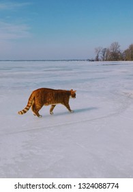 Ice Fishing On Lake Erie