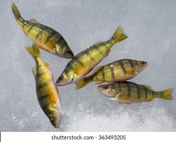Ice fishing on Stoney Lake, catch of yellow perches