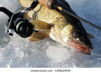 Ice Fishing For Walleye In Canada