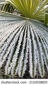 Ice Flakes On A Green Tropical Palm Tree Showing The Contrast Of The Cold Winter Vs Summer Weather