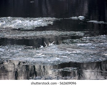Ice float on the river