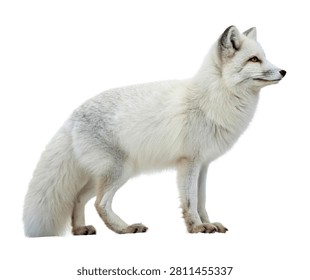 Ice Fox Ice Fox Elegant Standing Pose Snowy W Isolated On White Background