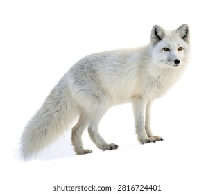Ice Fox Ice Fox Elegant Standing Pose Snowy W Isolated On White Background
