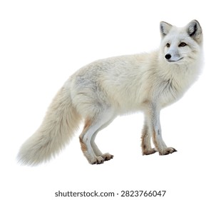 Ice Fox Ice Fox Elegant Standing Pose Snowy W Isolated On White Background