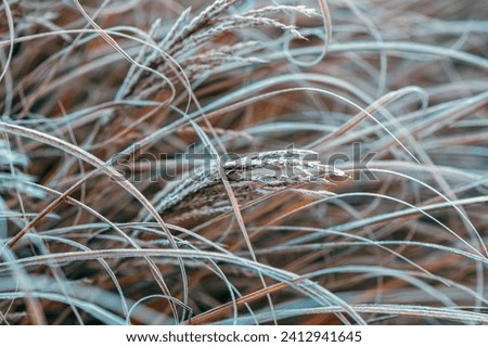 Ice and frost on uncultivated meadow plants in cold foggy winter morning, selective focus