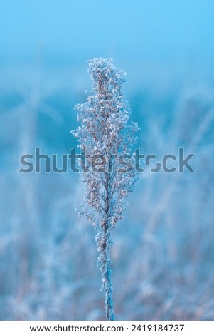 Ice and frost on uncultivated meadow plants in cold foggy winter morning, selective focus