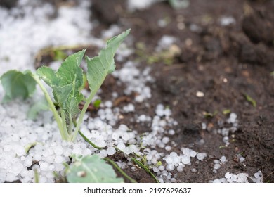 Ice Hail In The Garden With A Young Cabbage Seedling. Summer Hail That Damaged And Destroyed The Crop.