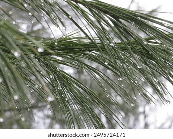 Ice melting off of pine needles. - Powered by Shutterstock