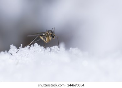 The Ice Mosquito