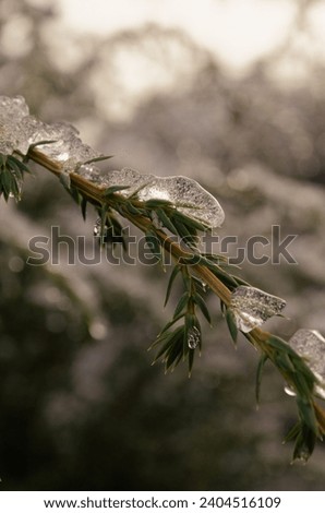 Ice on the branches of needles with a pleasant background